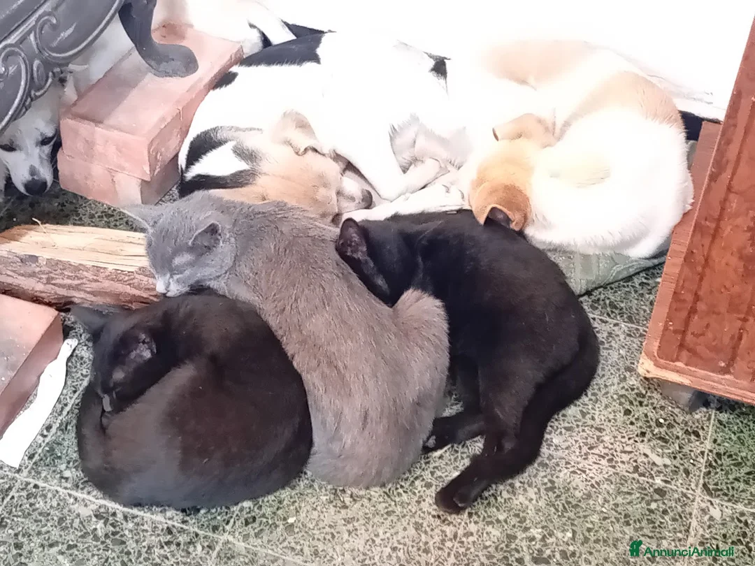 Meticcio cani in regalo: regalo cani di piccola taglia - Annuncio 5