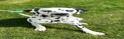Dalmata cani in vendita: Prenotazione Cuccioli Dalmata – Pedigree ENCI a Città metropolitana di Roma Capitale - Annuncio 2