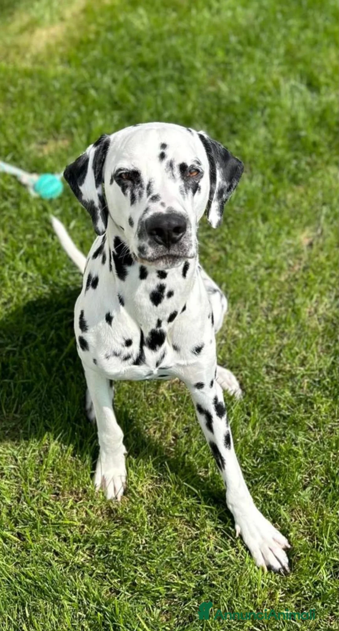 Dalmata cani in vendita: Prenotazione Cuccioli Dalmata – Pedigree ENCI a Città metropolitana di Roma Capitale - Annuncio 2