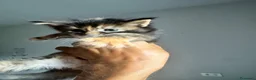 Maine Coon gatti in vendita: MAINE COON SHADED PREGIATI cuccioli  - Annuncio 21