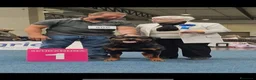 Rottweiler cani in vendita: Rottweiler - Annuncio 9