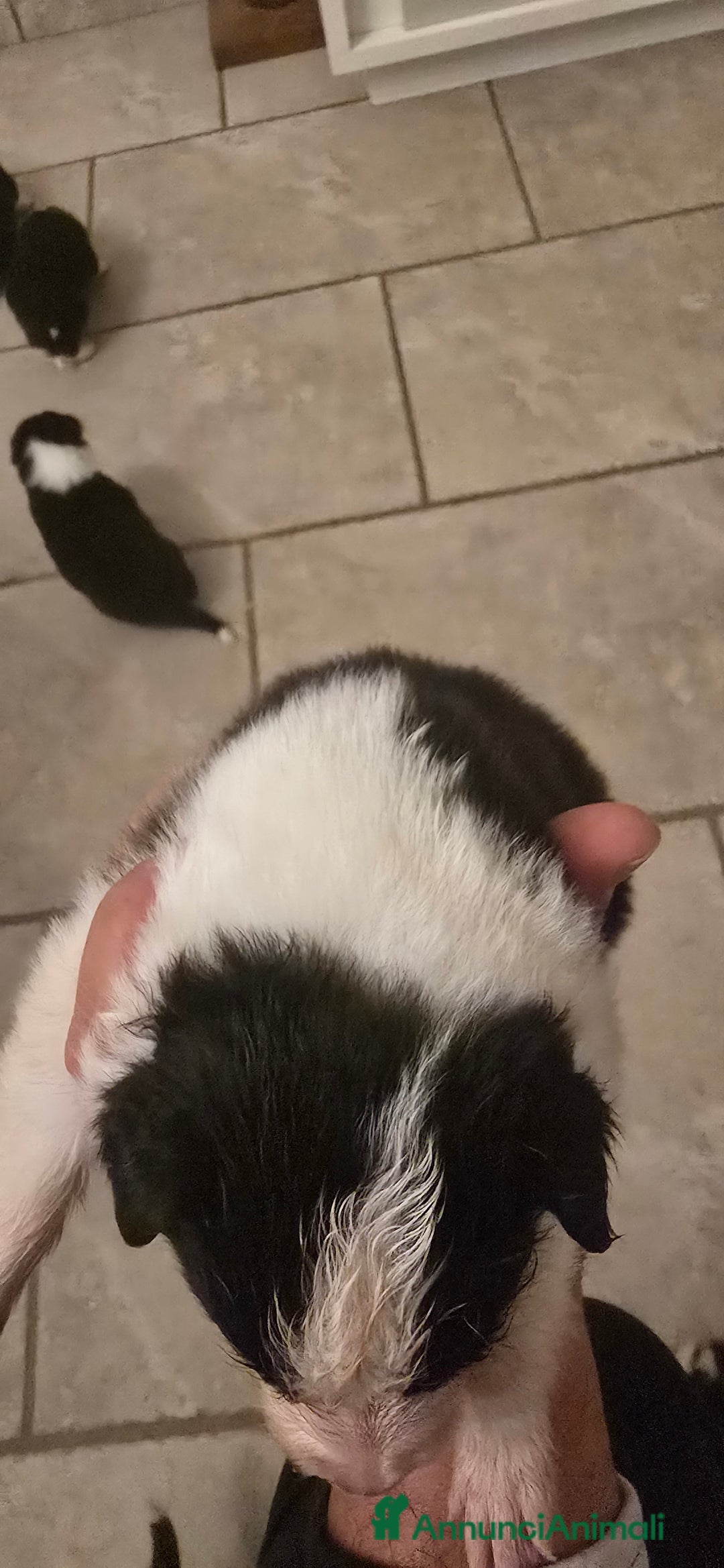 Border Collie cani in vendita: Cuccioli di border collie  - Annuncio 17