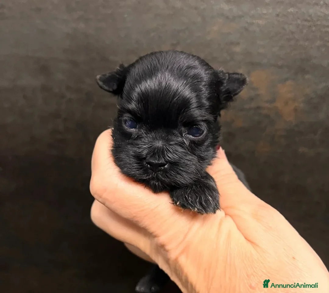Yorkshire cani in vendita: Quattro minuscole Yorkie femmine, Ognuna unica - Annuncio 2