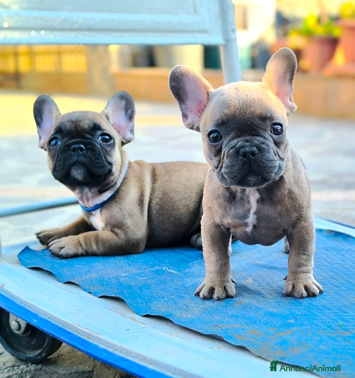 Bulldog Francese cani Cuccioli di Bulldog francese - Annuncio 1