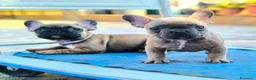 Bulldog Francese cani in vendita: Cuccioli di Bulldog francese - Annuncio 7