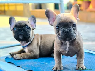Bulldog Francese cani Cuccioli di Bulldog francese - Annuncio 1