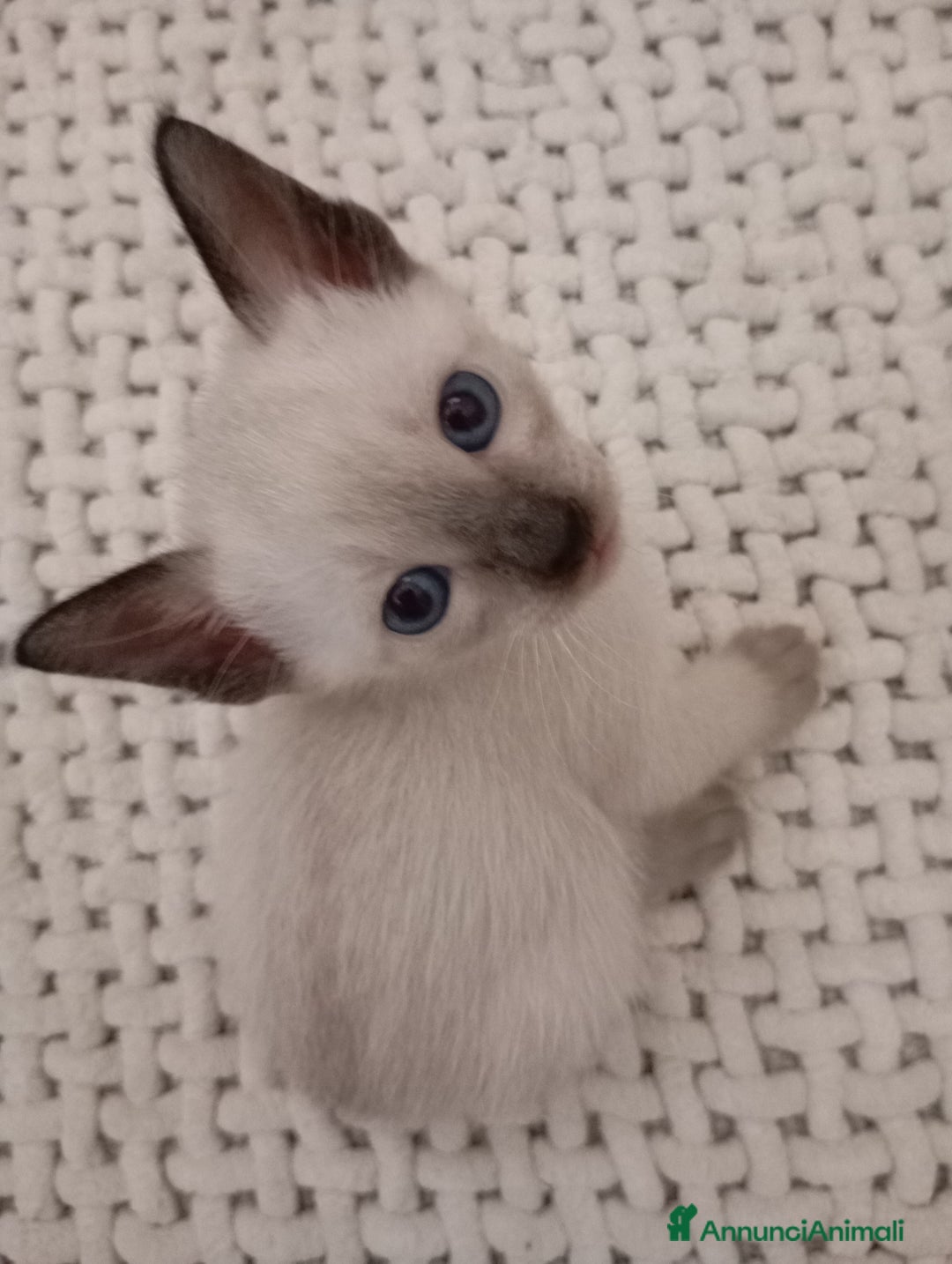 Thai gatti in vendita: Thai, tipo tradizionale di Siamese, Pedigree - Annuncio 12