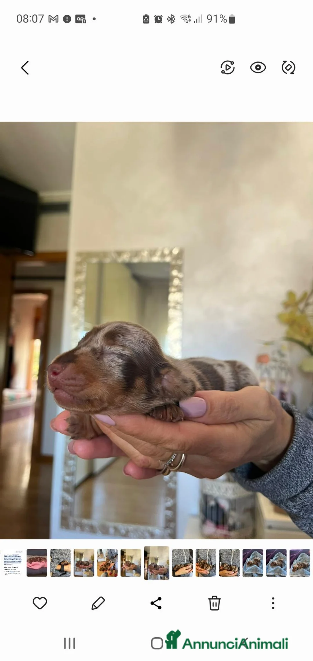 Bassotto cani in vendita: Bassotto pelo corto maschio arlecchino cioccolato  a Provincia di Ancona - Annuncio 4