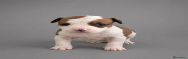 American Staffordshire Cucciolo 7