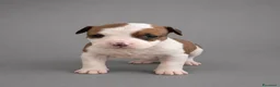 American Staffordshire cani in vendita: Cuccioli American Staffordshire Terrier  - Annuncio 5