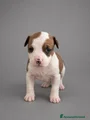 American Staffordshire Cucciolo 7