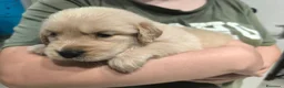 Golden Retriever cani in vendita:  Golden retriever pedigree ENCI 90% americani  - Annuncio 17