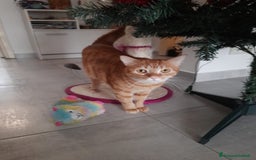 Altre razze gatti in regalo: Adozione del cuore due mici di tre anni - Annuncio 9