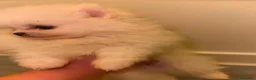 Volpino Pomerania cani in vendita: Splendida cuccioli di Pomerania bianchi - Annuncio 9