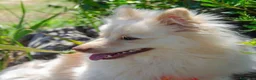 Meticcio cani in regalo: Axel: simil volpino - Annuncio 5