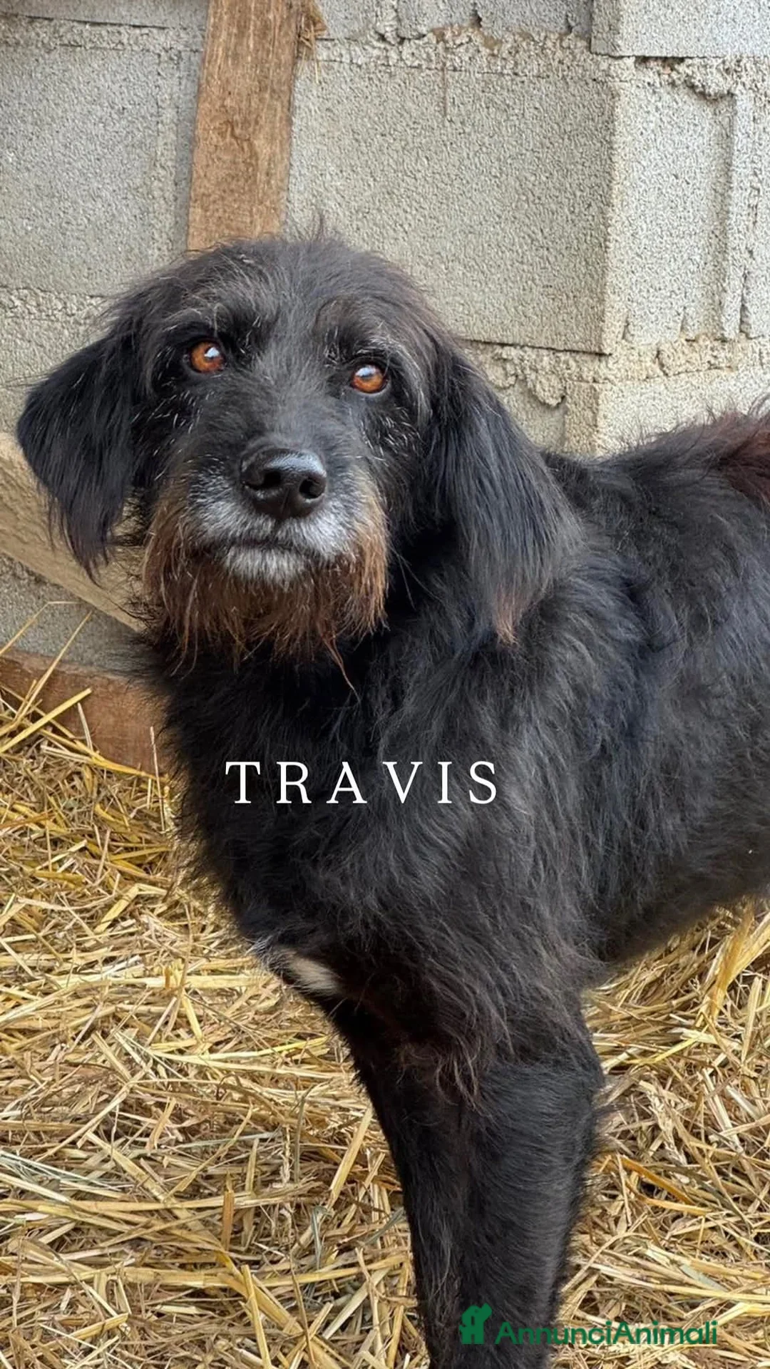 Meticcio cani in regalo: Cani TOTAL BLACK: i cani invisibili!  - Annuncio 7