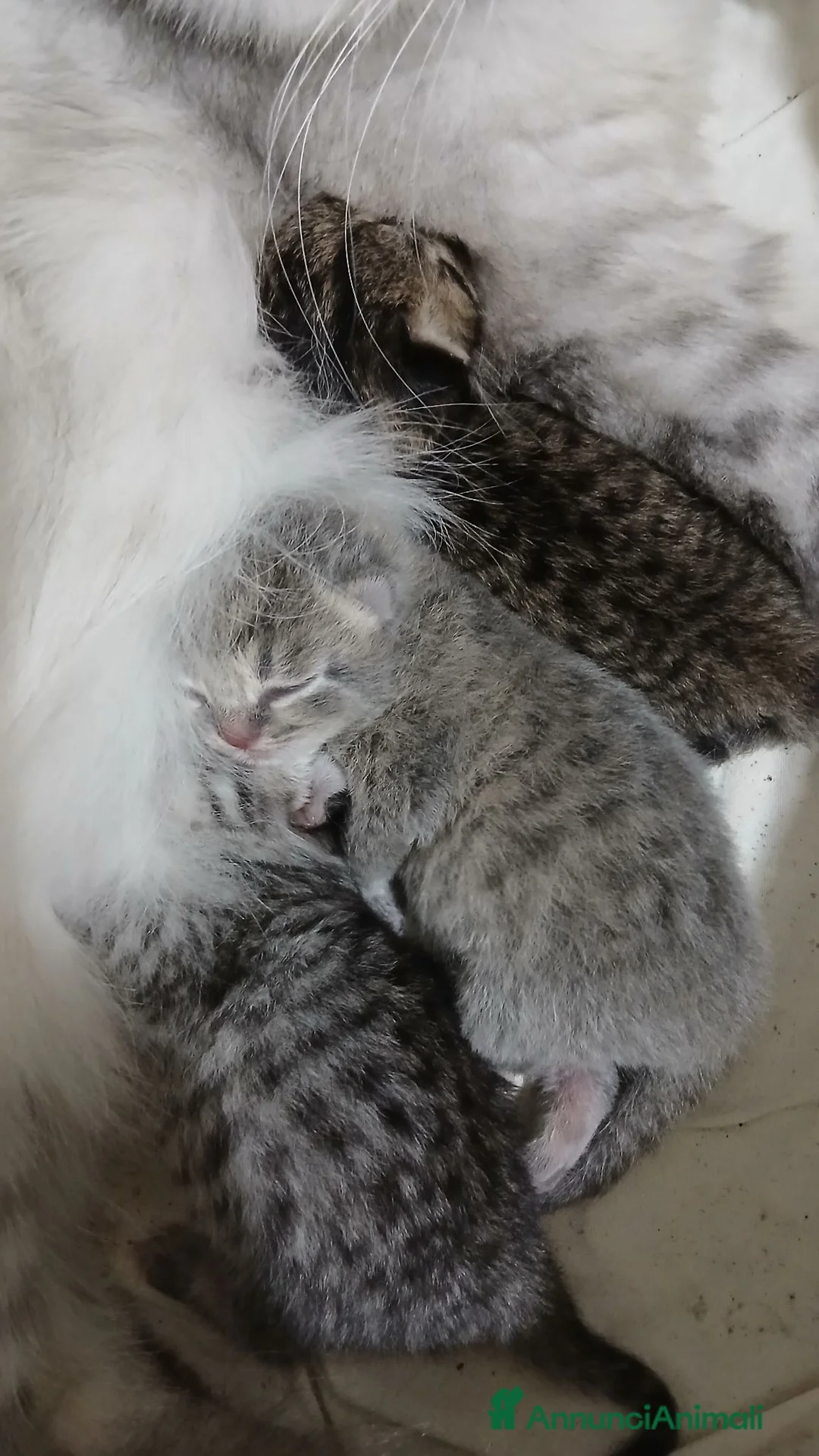 Scottish gatti in vendita: Cuccioli Scottish  - Annuncio 3