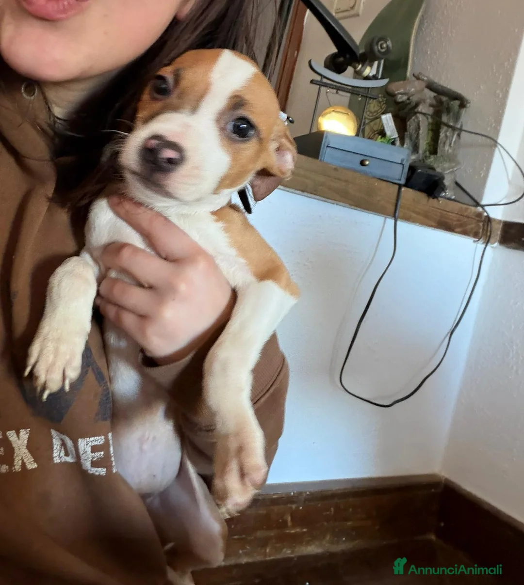 Altre razze cani in regalo: cuccioli di Amstaff a Provincia di Vicenza - Annuncio 2