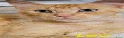 Altre razze gatti in regalo: LEO  SIMIL MAIN COON ROSA - Annuncio 5