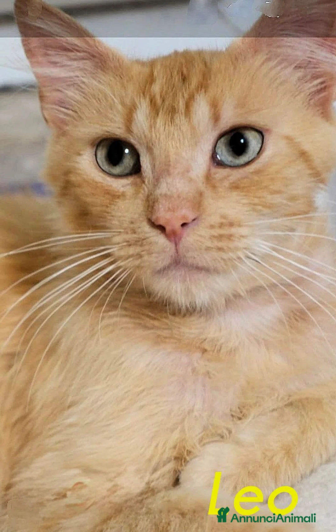 Altre razze gatti in regalo: LEO  SIMIL MAIN COON ROSA - Annuncio 5