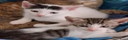 Meticcio gatti in regalo: Tre simpatiche canaglie ❤️ - Annuncio 7
