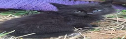 Altre razze gatti in regalo: Regalo gattini - Annuncio 6