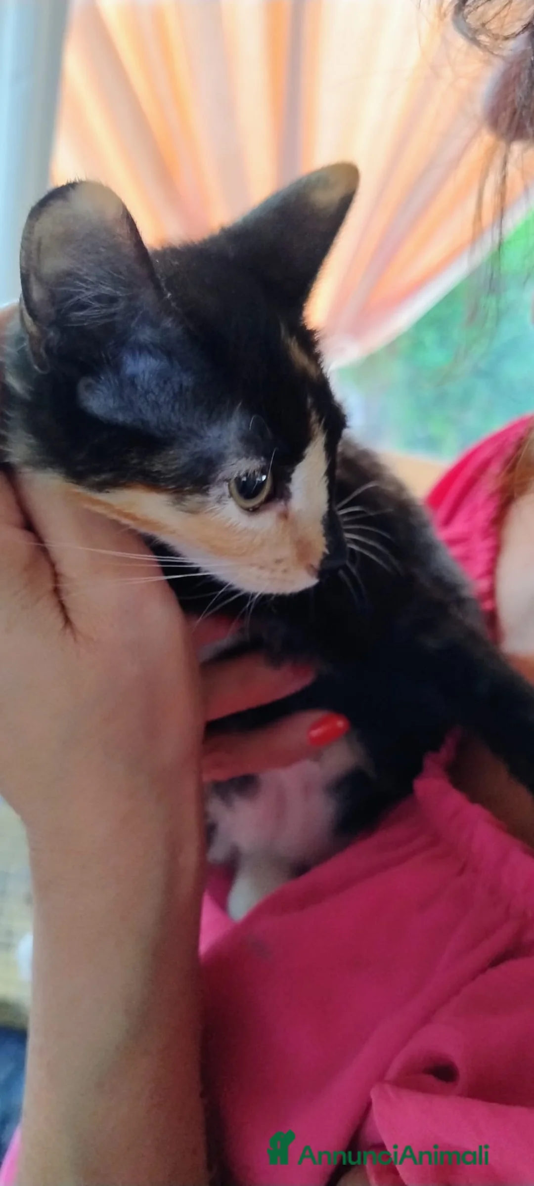 Altre razze gatti in regalo: CERCA CASA 🏡  - Annuncio 2