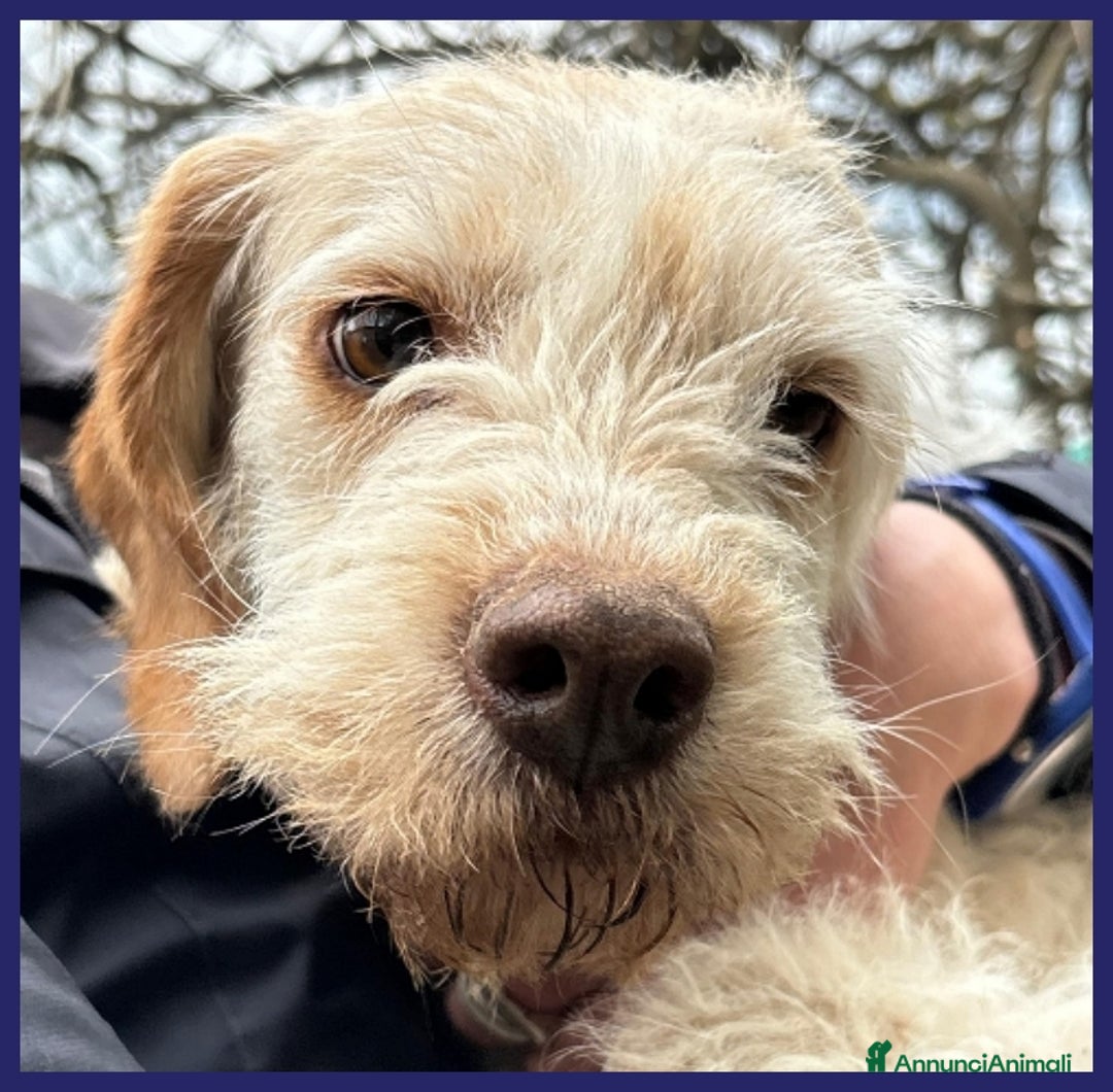 Spinone cani in regalo: SPIGA, TENERA SPINONCINA 3 ANNI, E' TIMOROSA MA PR a Città metropolitana di Milano - Annuncio 11