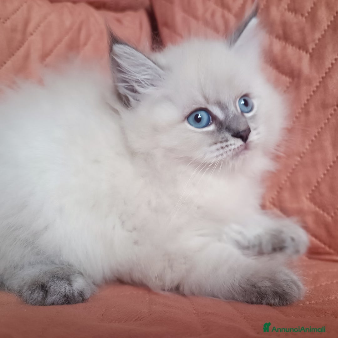 Siberiano gatti in vendita: Cuccioli siberiani  - Annuncio 4