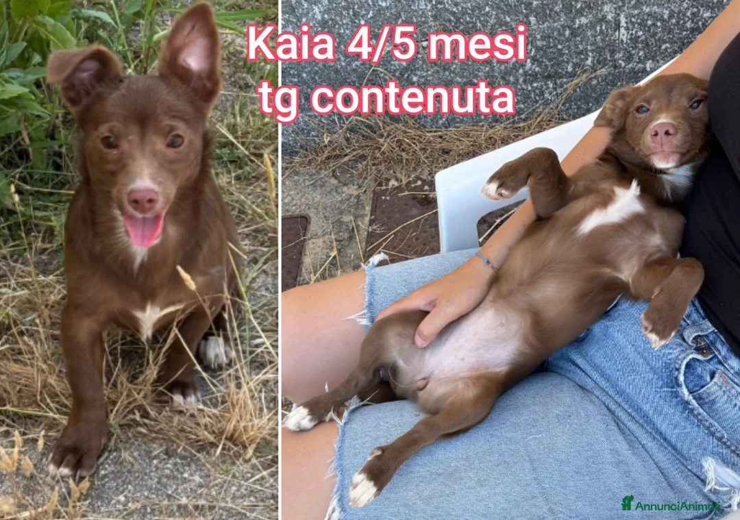 Meticcio cani in regalo: CUCCIOLI ABBANDONATI: EMERGENZA  a Città metropolitana di Milano - Annuncio 2
