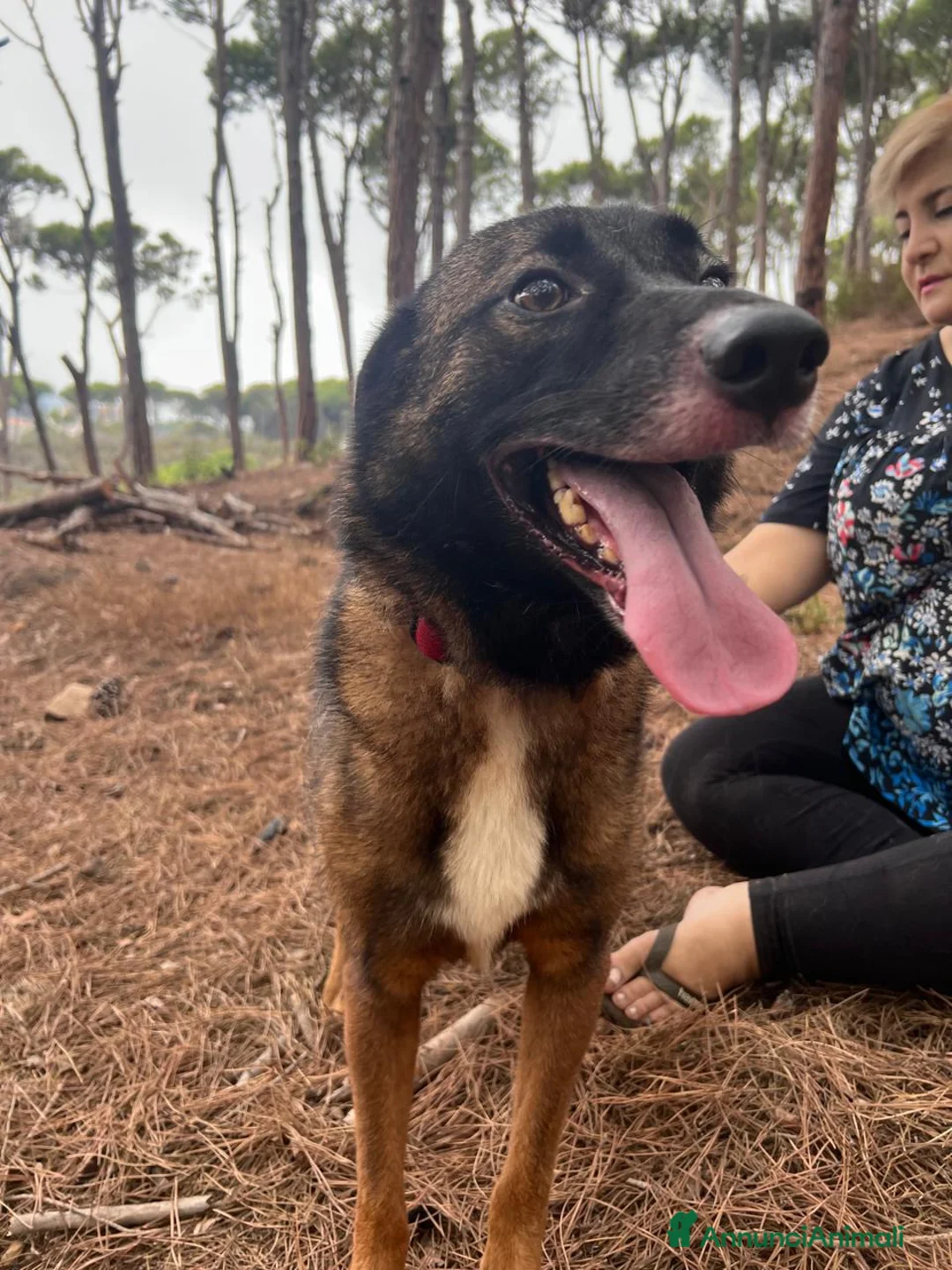 Pastore del Caucaso cani in regalo: Splendida simil Pastore del Caucaso - CARRIE - Annuncio 2