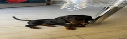 Bassotto cani per accoppiamento: Bassotto con pedigree per monta - Annuncio 4