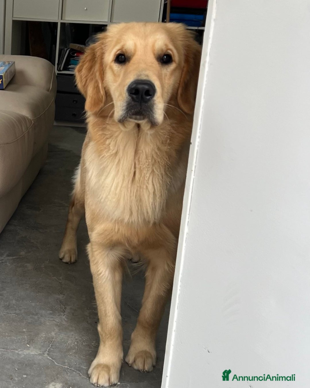 Golden Retriever cani in vendita: Golden Retriever - AMERICANI - Annuncio 4