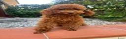 Barboncino Toy cani in vendita: Barboncine Toy rosso/fulvo - Annuncio 12
