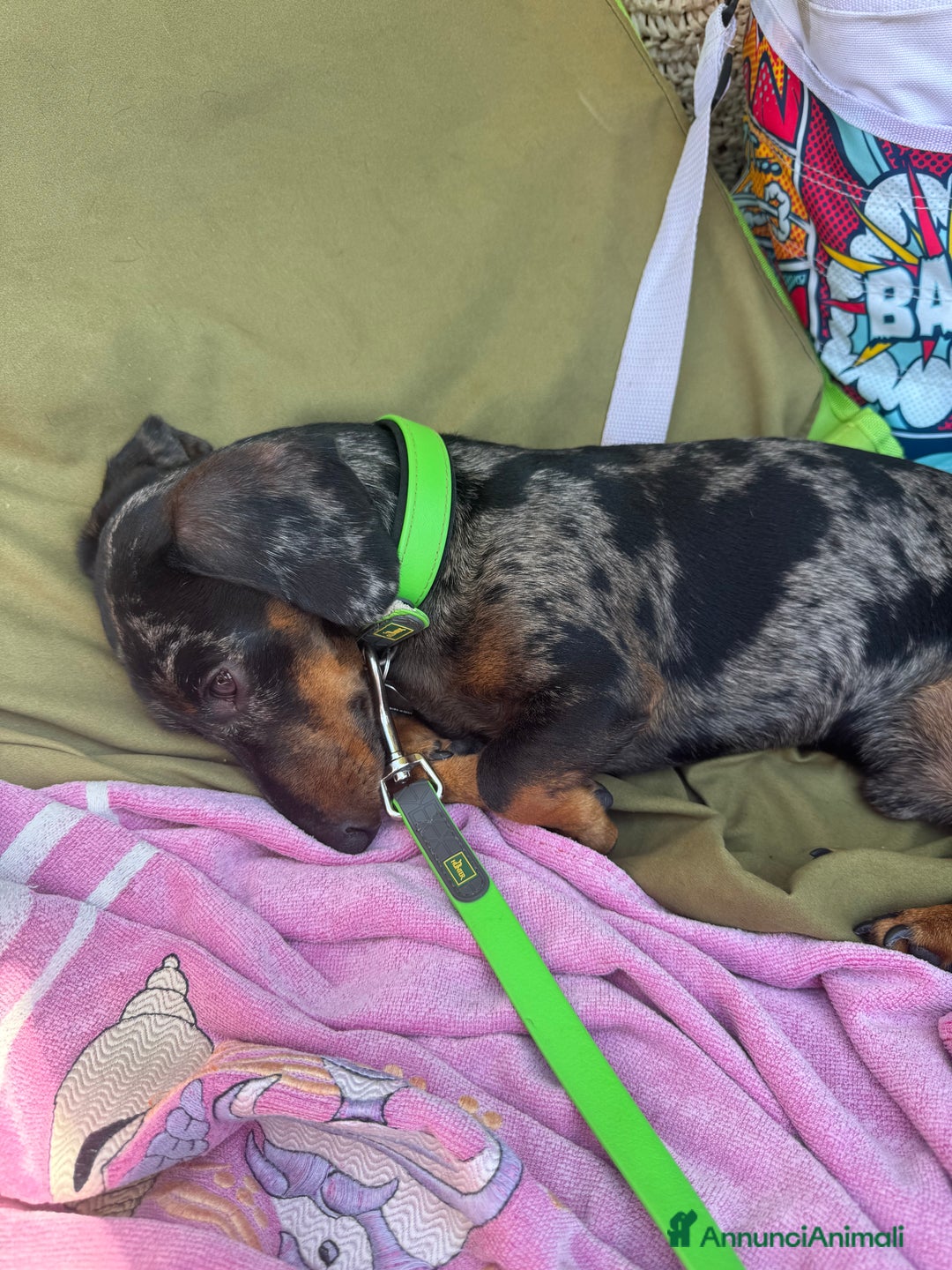 Bassotto cani per accoppiamento: Pablo il bassotto arlecchino  - Annuncio 4