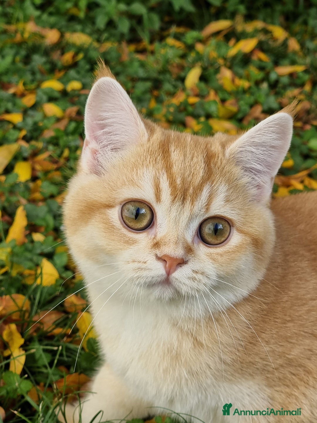 Scottish gatti in vendita: Scottish Straight  - Annuncio 2