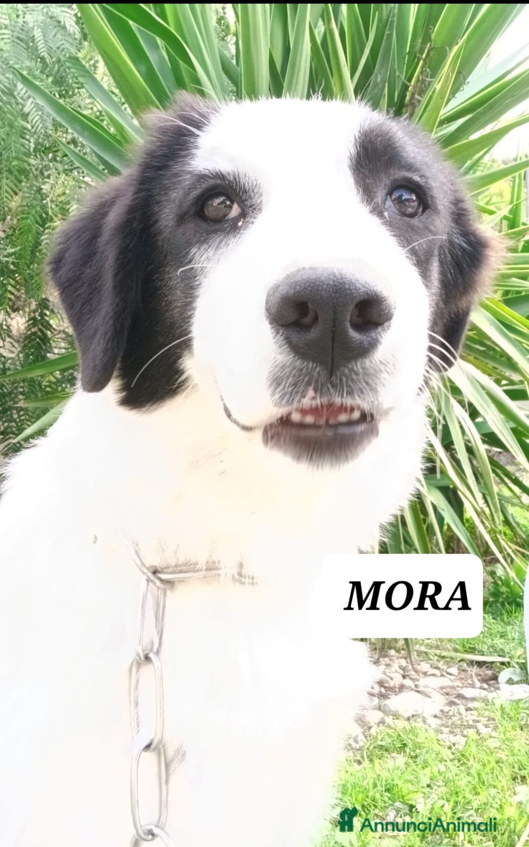 Meticcio cani in regalo: Mora bella tranquilla dolcissima - Annuncio 9