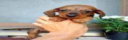 Bassotto cani in vendita: Bassotto maschio nano pelo corto  - Annuncio 2