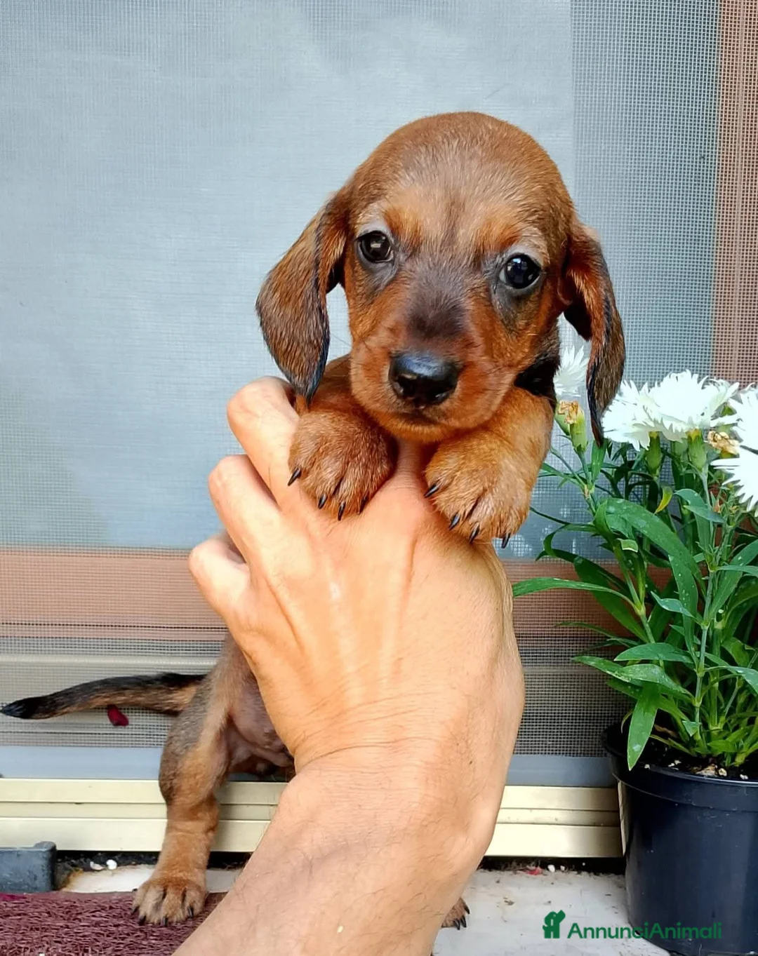 Bassotto cani in vendita: Bassotto maschio nano pelo corto  - Annuncio 2