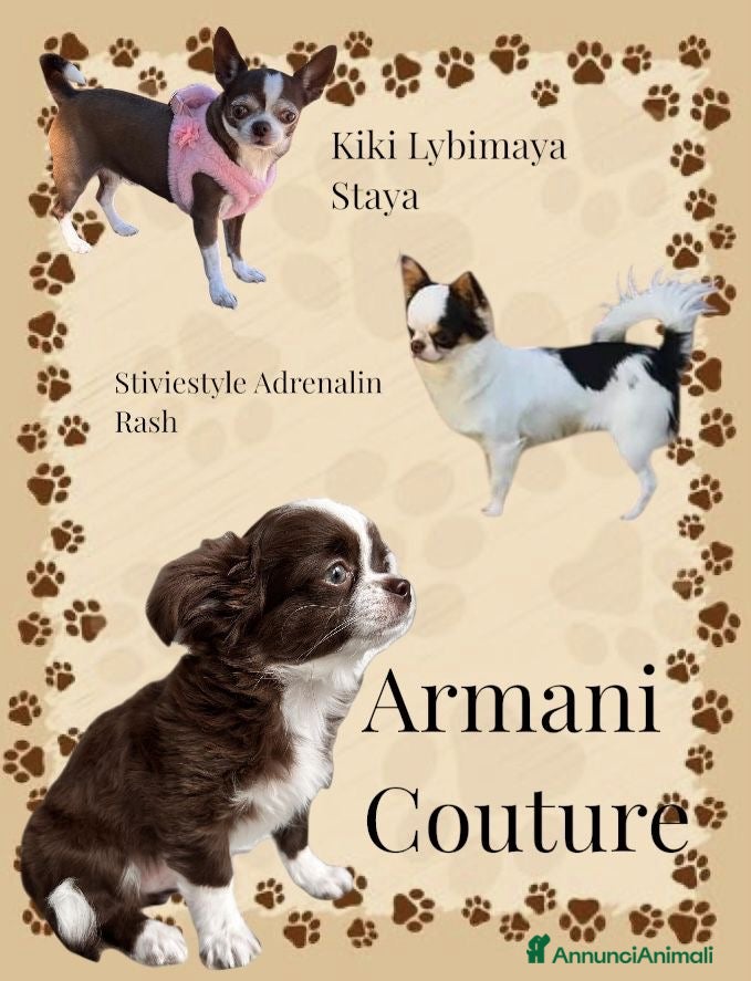 Chihuahua cani in vendita: Chihuahua pelo lungo  - Annuncio 1