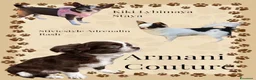 Chihuahua cani in vendita: Chihuahua pelo lungo  a Città Metropolitana di Napoli - Annuncio 1