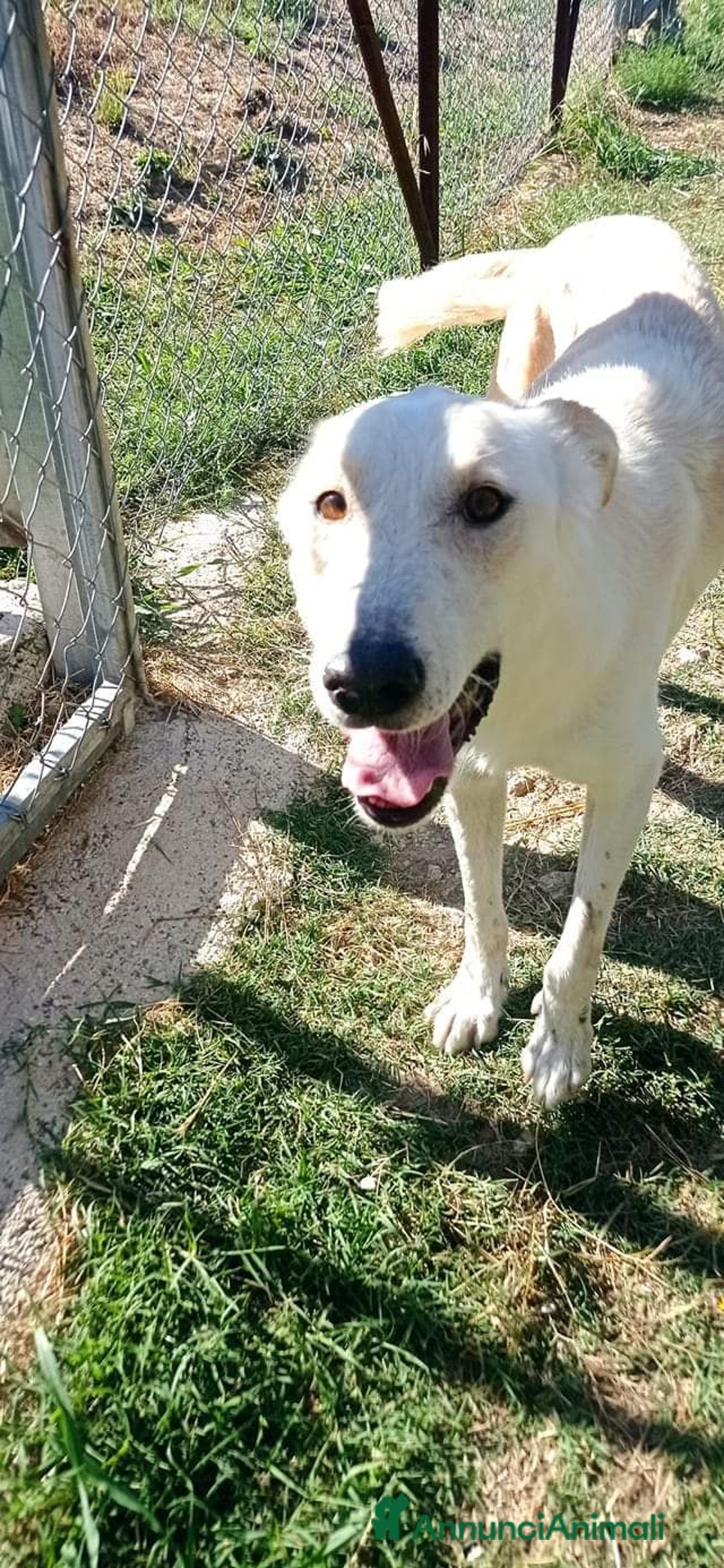 Meticcio cani in regalo: ROBERTO socievole - affettuoso! tg media - Annuncio 2