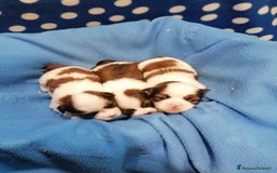 Shih Tzu cani in vendita: Shih Tzu cuccioli a Province of Rovigo - Immagine 11