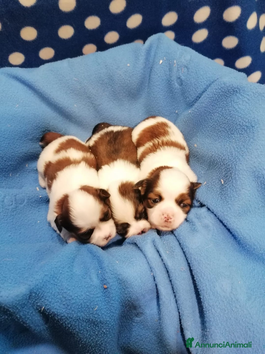 Shih Tzu cani in vendita: Shih Tzu cuccioli a Province of Rovigo - Immagine 11