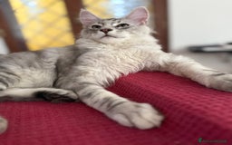 Maine Coon gatti in vendita: Gattini Maine coon disponibile da subito a Città metropolitana di Roma Capitale - Immagine 2
