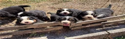 Bovaro del Bernese cani in vendita: Cuccioli del Bovaro del Bernese  - Annuncio 10