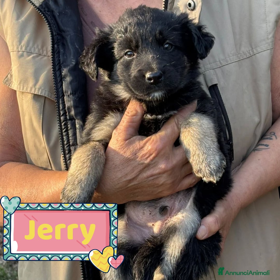 Meticcio cani Jerry dolce cucciolo taglia medio piccola adozione - Annuncio 38