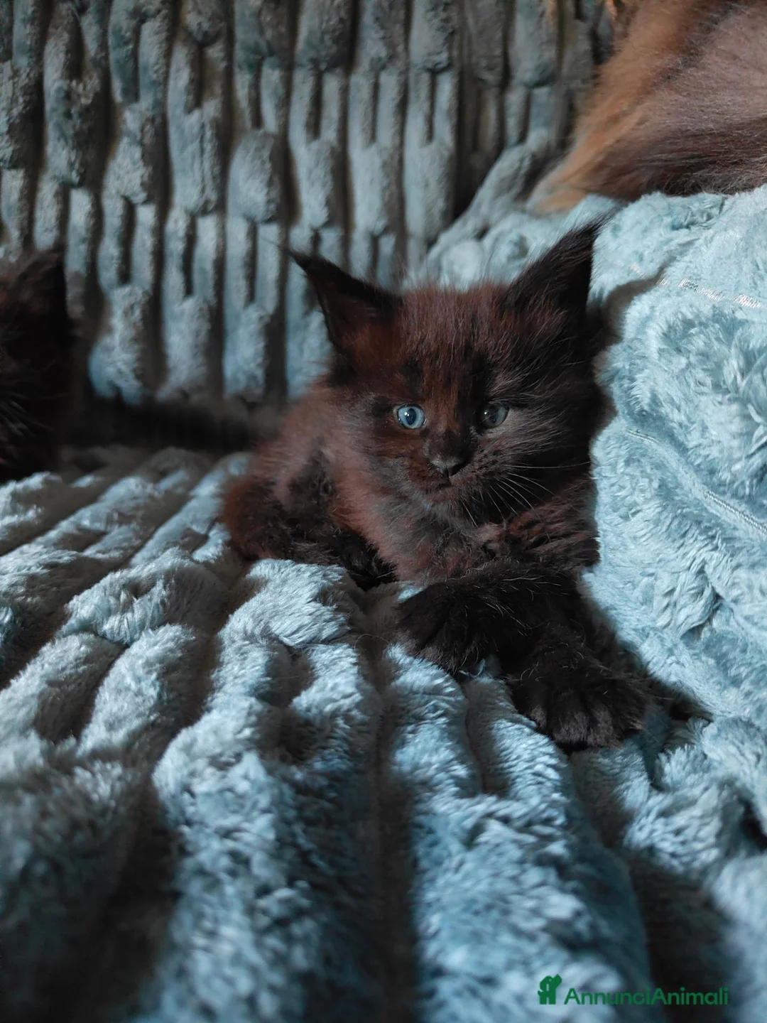 Maine Coon gatti in vendita: Cuccioli di Maine coon  - Annuncio 2