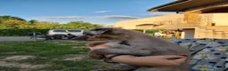 Meticcio cani in regalo: Ultimo cucciolo - Annuncio 4