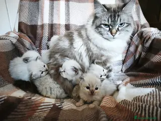 Siberiano gatti Cuccioli siberiani - Annuncio 2